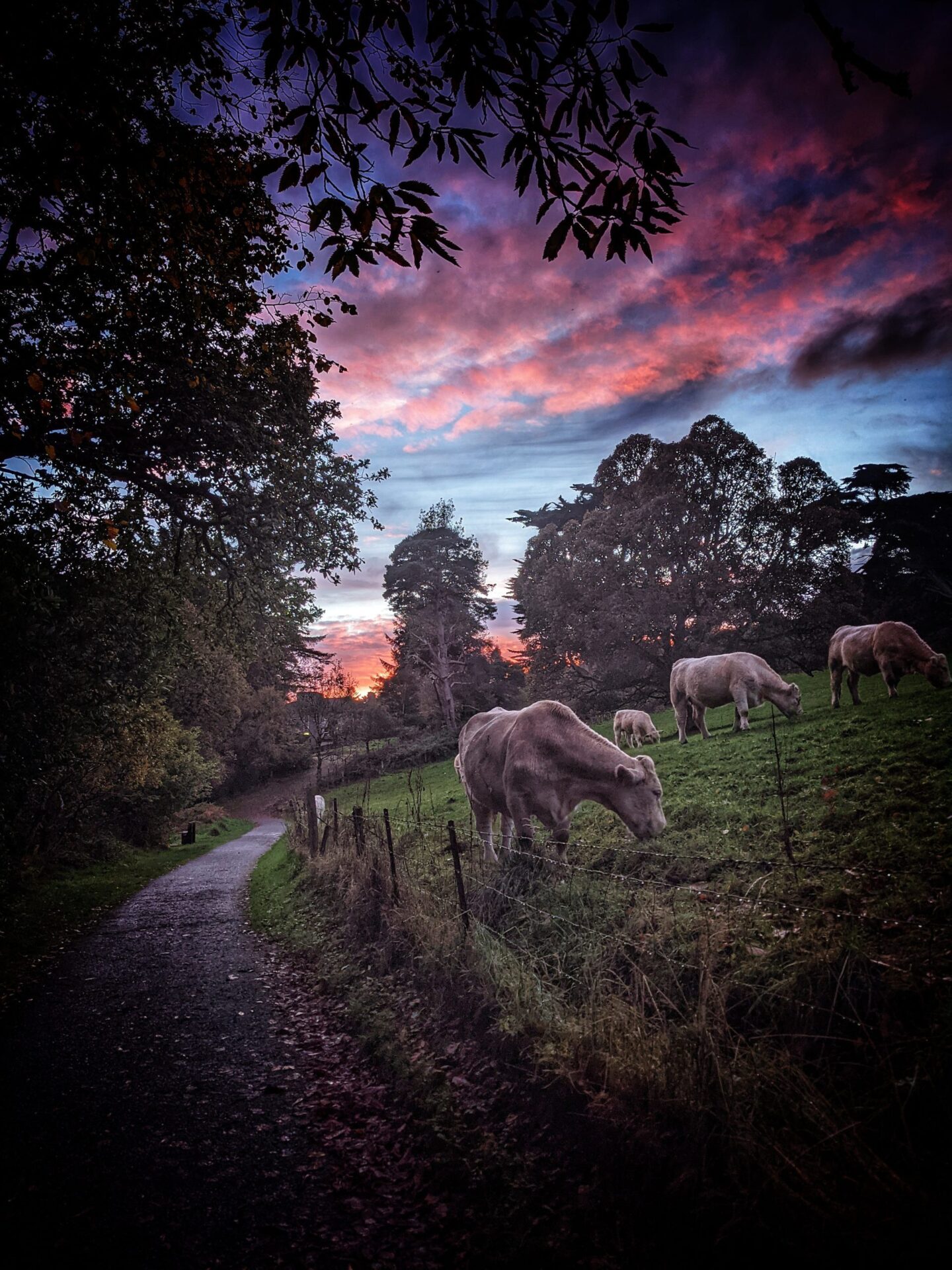 Walks - Ards Friary Retreat and Contemplative Ecology Centre