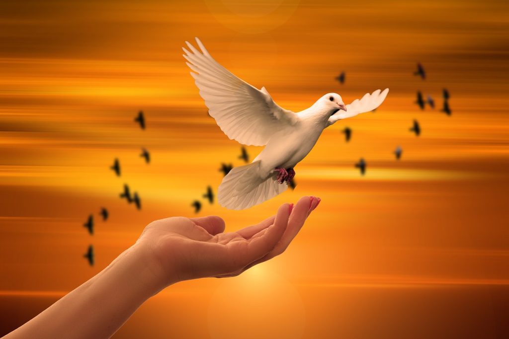 dove, freedom, peace-3426159.jpg