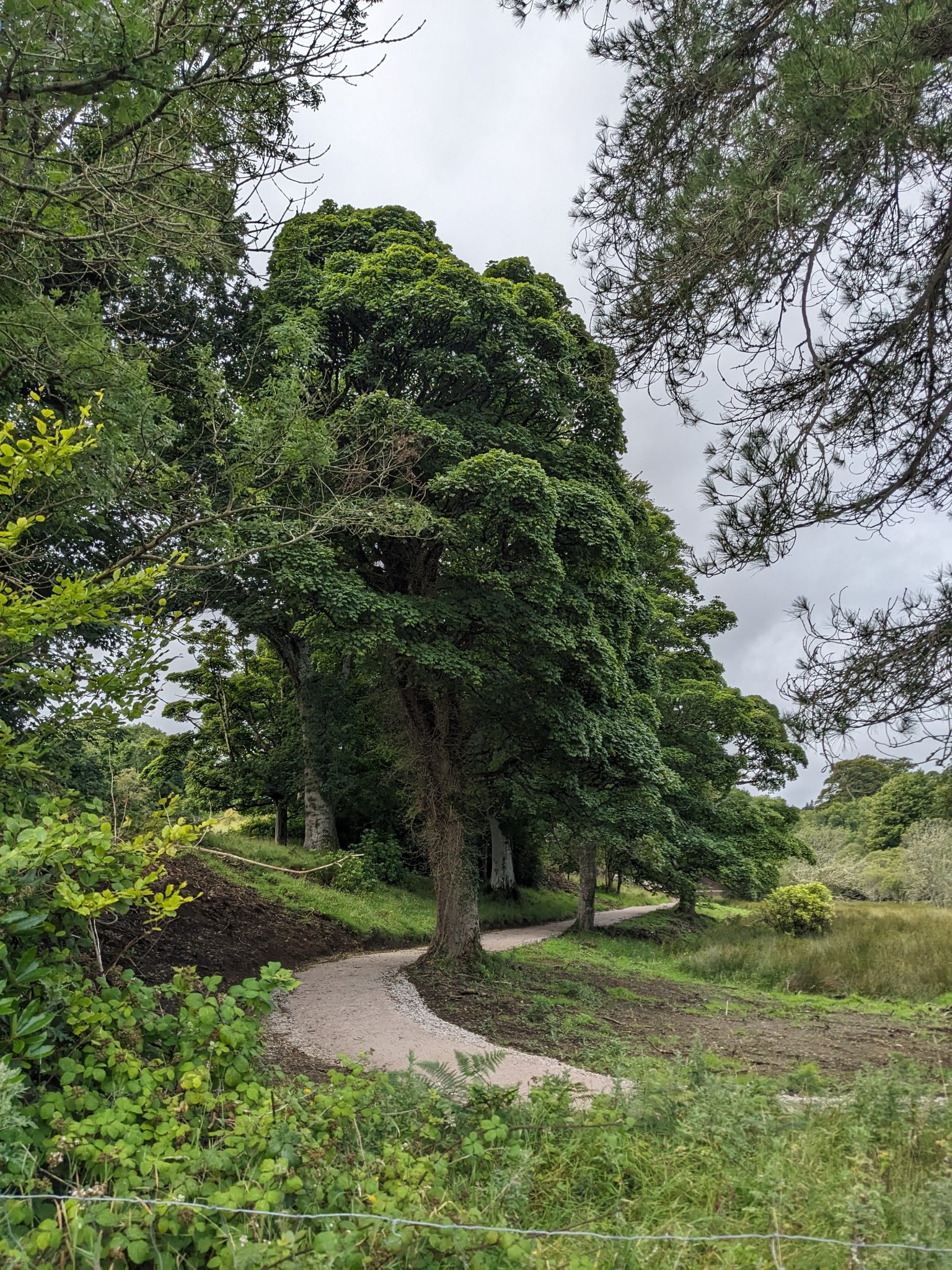 Lake Walk - Ards Friary Retreat and Contemplative Ecology Centre