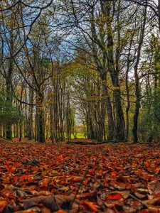 PXL_20221124_130432788.MP-01